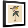 thumbnail image 1 of Mark Catesby 19x24 Black Modern Framed Museum Art Print Titled - The Yellow-Breasted Chat (1754), 1 of 5
