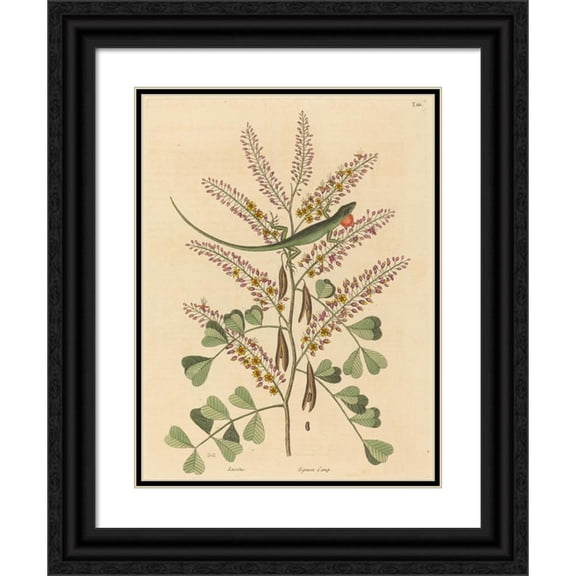 Mark Catesby 19x24 Black Ornate Framed Double Matted Museum Art Print Titled: The Green Lizard of Jamaica (Lacerta Bullaris) (1731-1743)