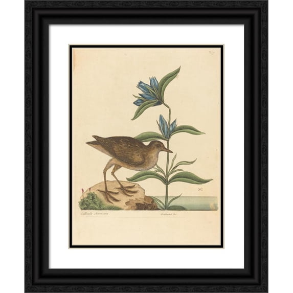 Mark Catesby 19x24 Black Ornate Framed Double Matted Museum Art Print Titled: The Soree (Rallus Virginianus) (1731-1743)