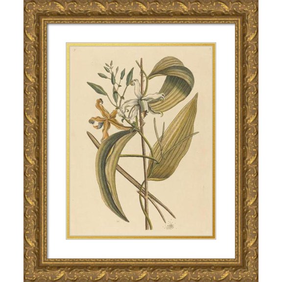 Mark Catesby 19x24 Gold Ornate Framed and Double Matted Museum Art Print Titled - The Vanelloe (Epidendrum Vanilla) (1731-1743)