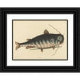 thumbnail image 1 of Mark Catesby 24x18 Black Ornate Framed Double Matted Museum Art Print Titled: The Cat Fish (Silurus Gorilla) (1754), 1 of 5