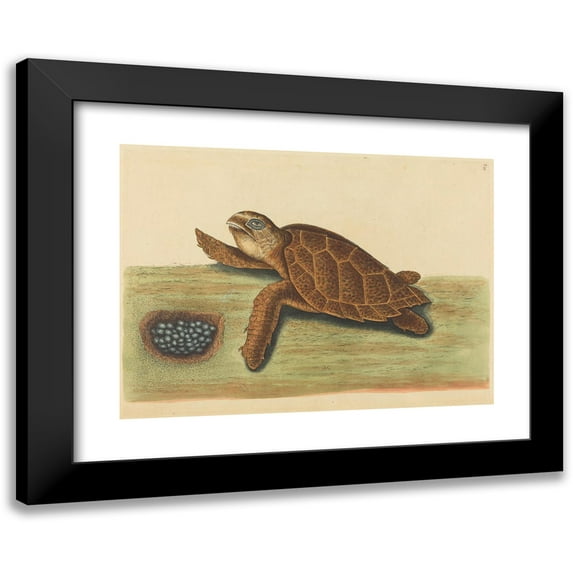 Mark Catesby 24x19 Black Modern Framed Museum Art Print Titled - The Hawks-Bill Turtle (Testudo Caretta) (1731-1743)