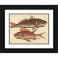 thumbnail image 1 of Mark Catesby 24x19 Black Ornate Framed Double Matted Museum Art Print Titled: The Croker (Perca Undulata) (1731-1743), 1 of 5