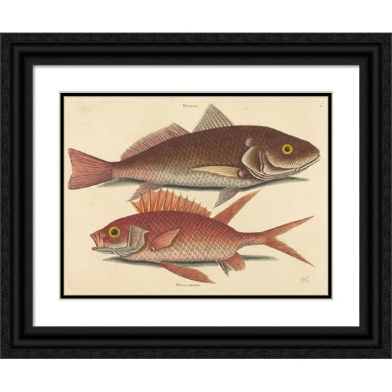 Mark Catesby 24x19 Black Ornate Framed Double Matted Museum Art Print Titled: The Croker (Perca Undulata) (1731-1743)