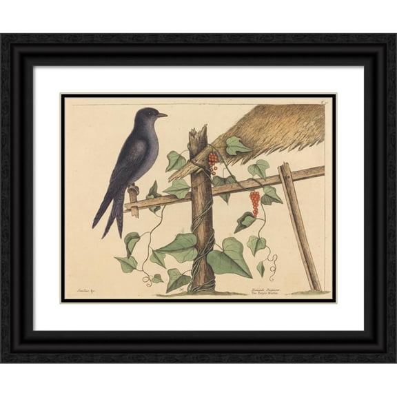 Mark Catesby 24x19 Black Ornate Framed Double Matted Museum Art Print Titled: The Purple Martin (Hirundo Purpurea) (1731-1743)