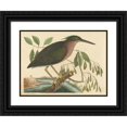 thumbnail image 1 of Mark Catesby 24x19 Black Ornate Framed Double Matted Museum Art Print Titled: The Small Bittern (Ardea Virescens) (1754), 1 of 5