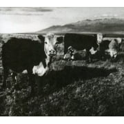 Mark Kozelek - Finally - Music & Performance - CD
