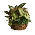 thumbnail image 1 of Mark Richard's Floral Designs Emerald Garden Basket, 1 of 2