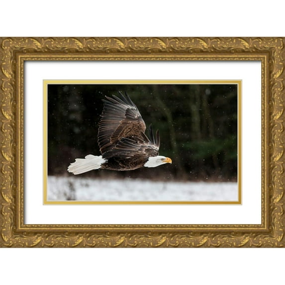 Mark Spowart Photography 32x21 Gold Ornate Wood Framed with Double Matting Museum Art Print Titled - Bald Eagle Soaring