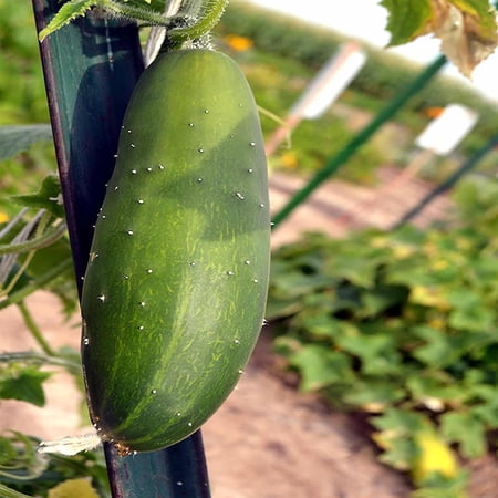 Marketmore 76 Cucumber Garden Seeds - 4 Oz - Non-GMO, Heirloom Vegetable Gardening Seeds - Market More