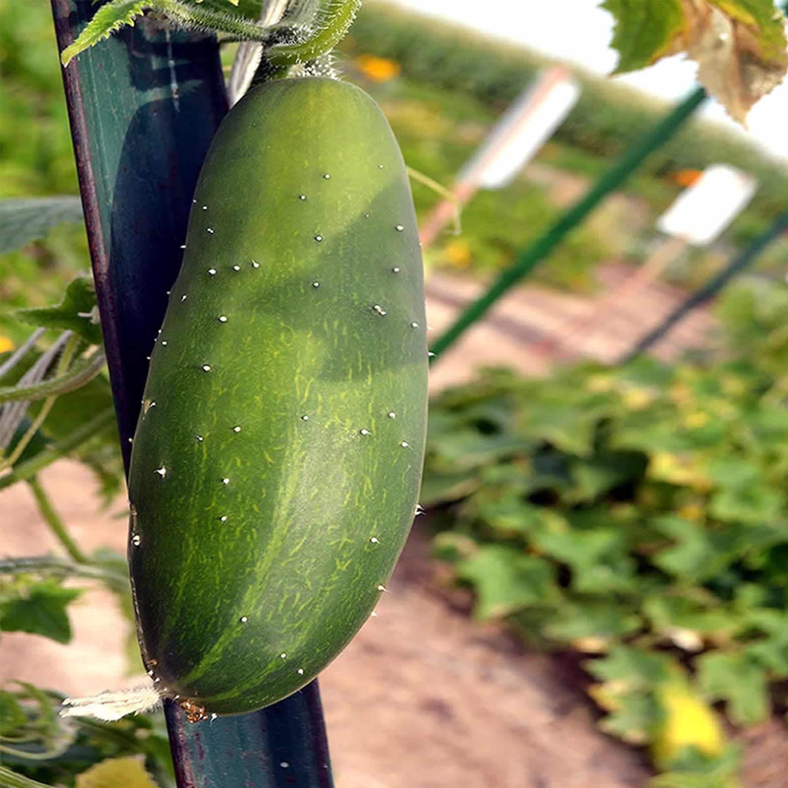 Marketmore 76 Cucumber Garden Seeds - 5 Lb - Non-GMO, Heirloom Vegetable Gardening Seeds - Market More