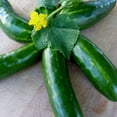 thumbnail image 1 of Marketmore 76 Cucumber Seeds - 1 OZ ~700 Seeds - Heirloom, Open Pollinated, Non-GMO, Farm & Vegetable Gardening Seeds, 1 of 2
