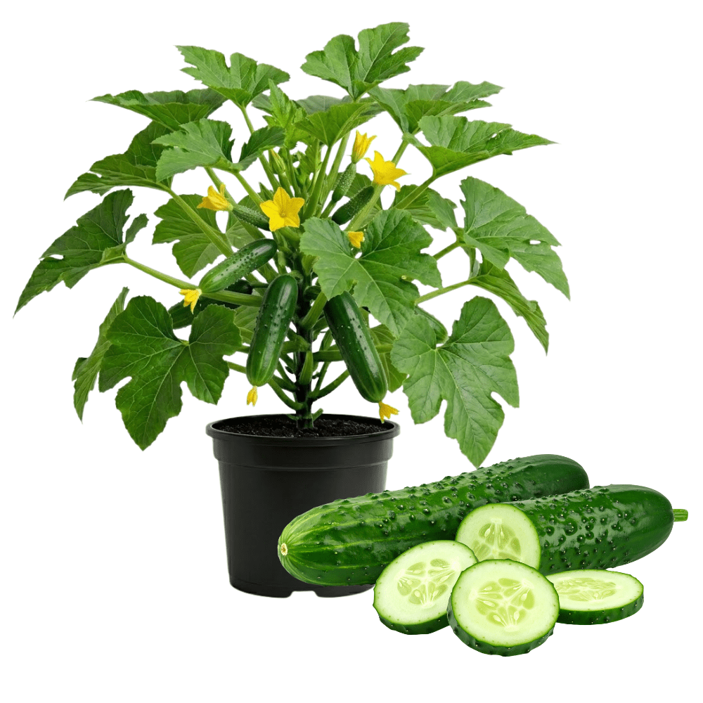 cocoa plant seeds for sale Cacao Pod (Chocolate Fruit) | Tropical Fruit Delivery