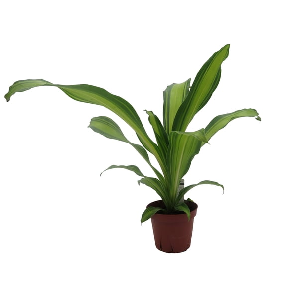 Marley Dragon Tree - Dracaena - Houseplant - 4" Pot