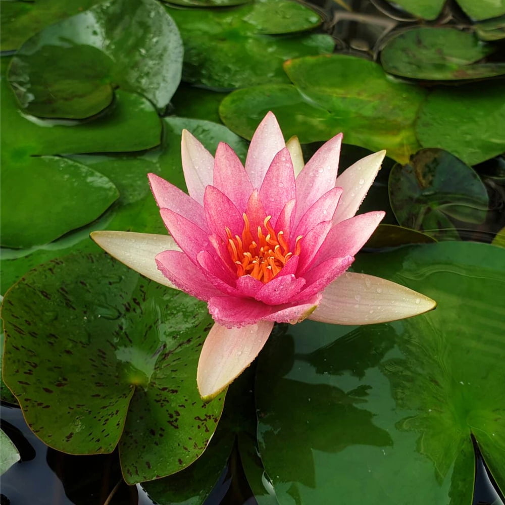 Marliacea Flammea Pink Hardy Waterlily Live Freshwater Plants Pond