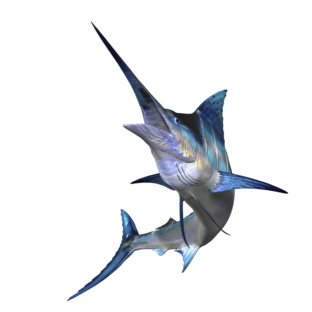 Marlin Canvas Art - Corey FordStocktrek Images (28 x 28)
