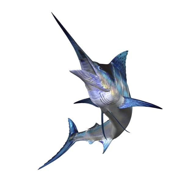 Marlin Canvas Art - Corey FordStocktrek Images (28 x 28)