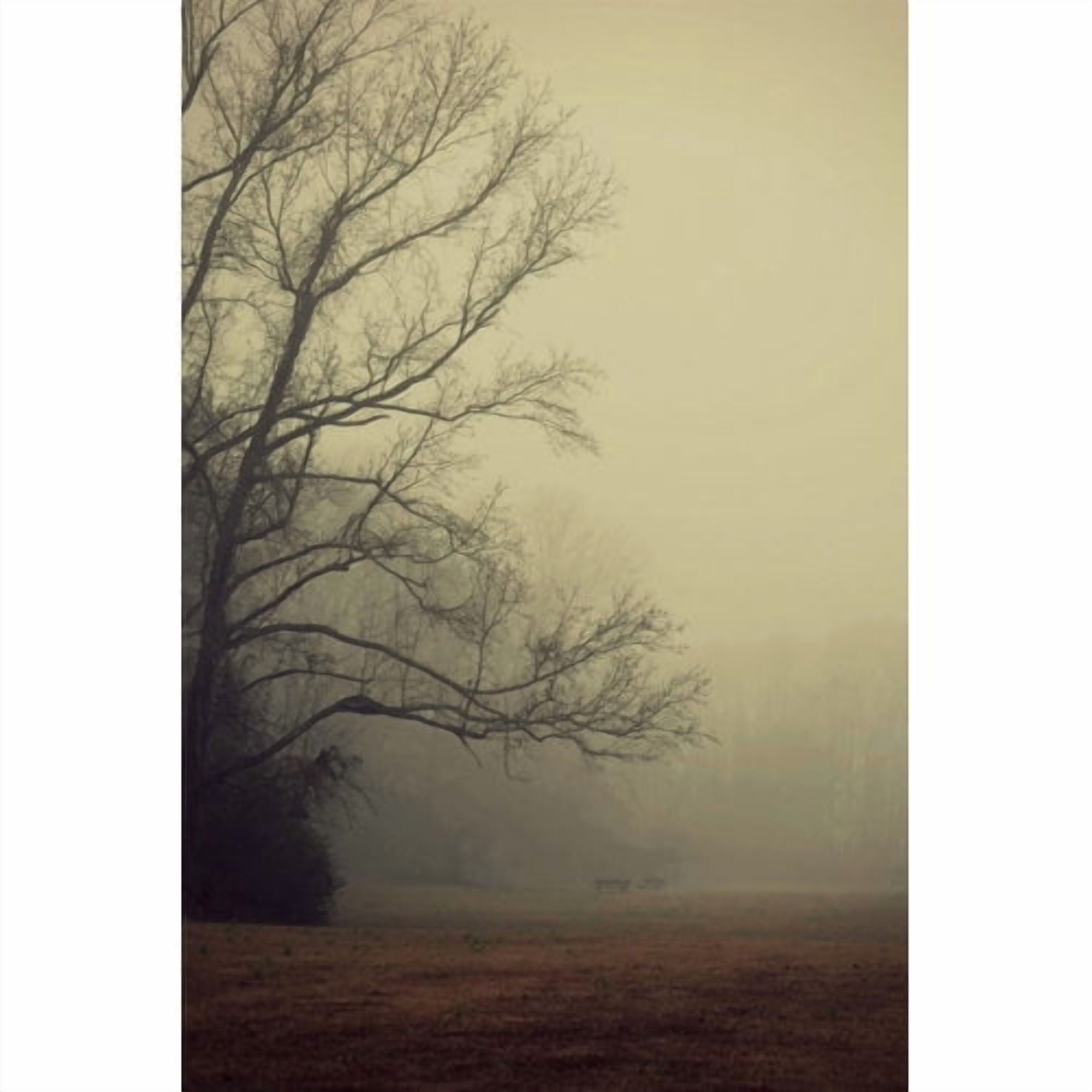 Marmont Hill "A Gathering of Fog" by Robert Dickinson Painting Print on Canvas