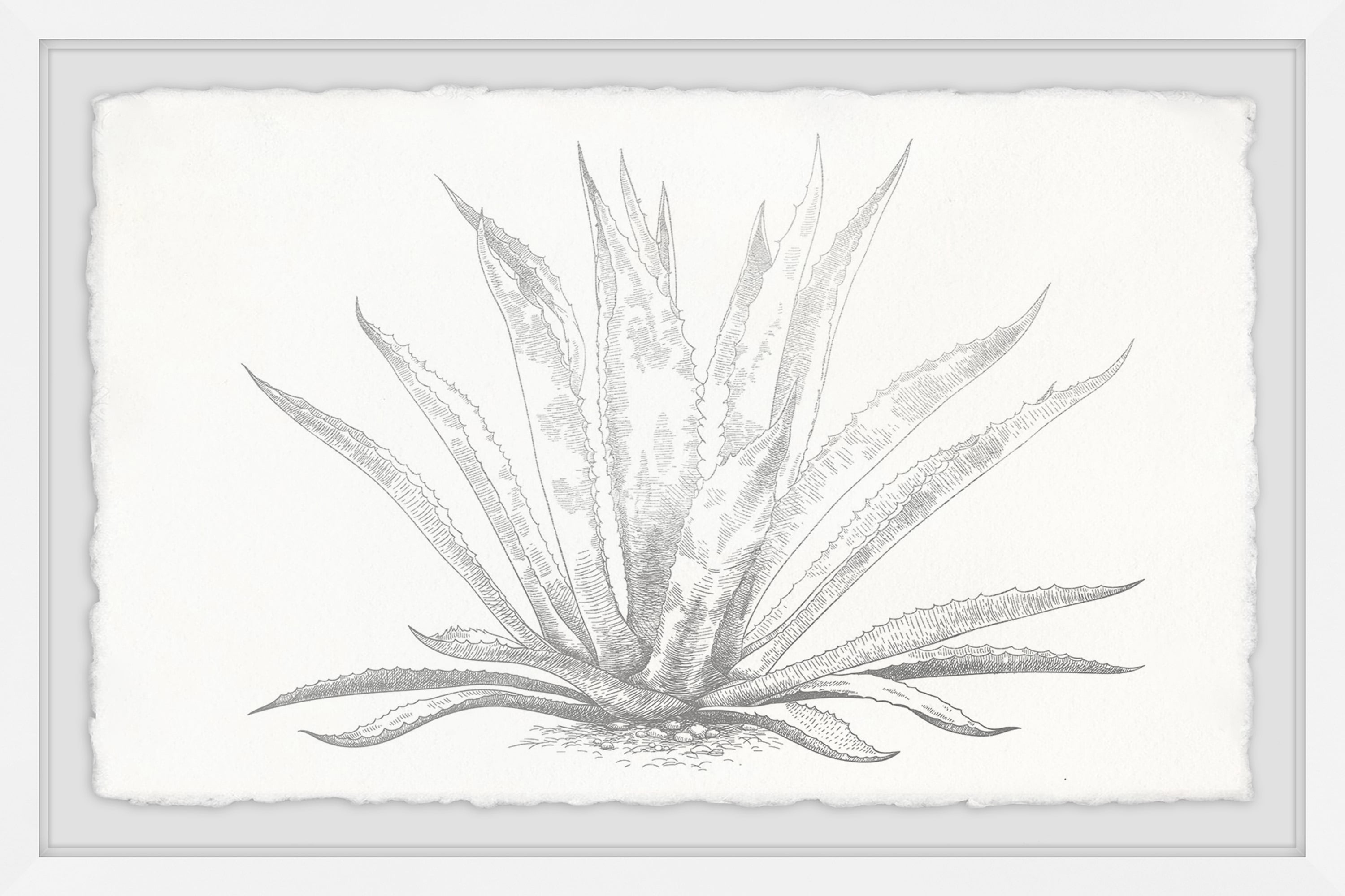 Marmont Hill Agave Desmettiana II Framed Wall Art