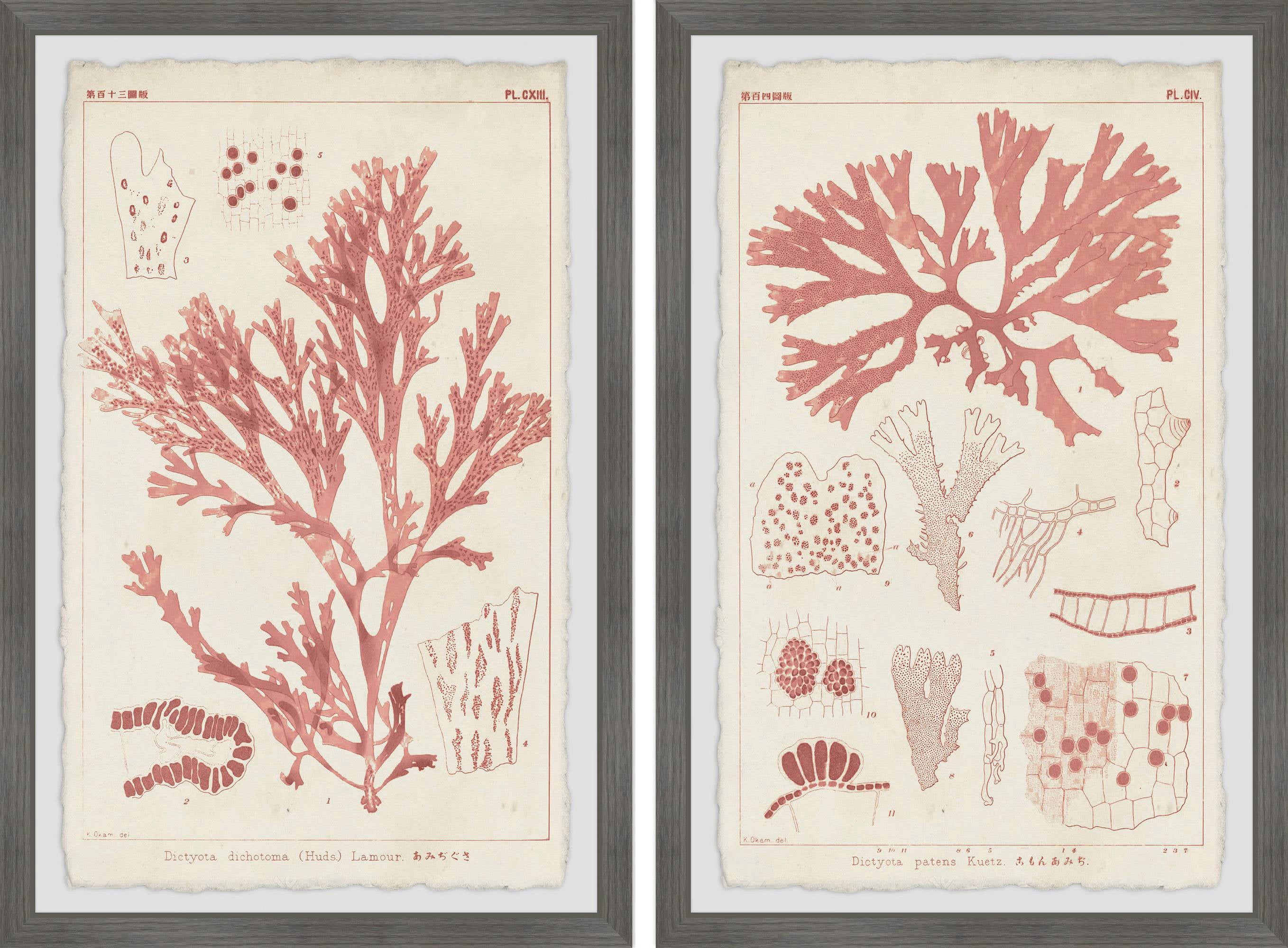 Marmont Hill Antique Coral Seaweed VIII Diptych