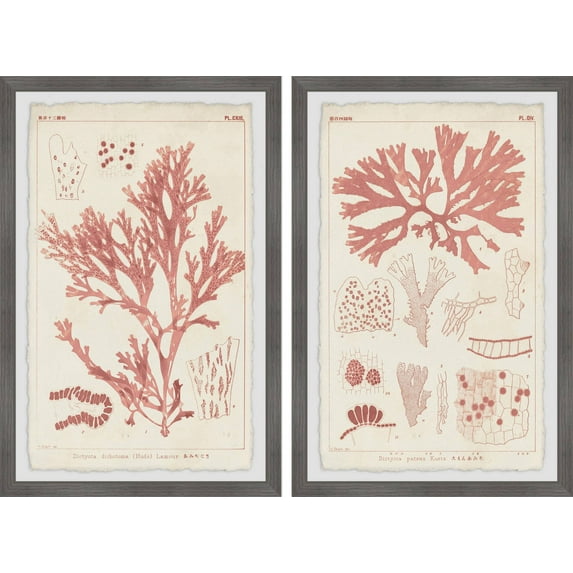 Marmont Hill Antique Coral Seaweed VIII Diptych