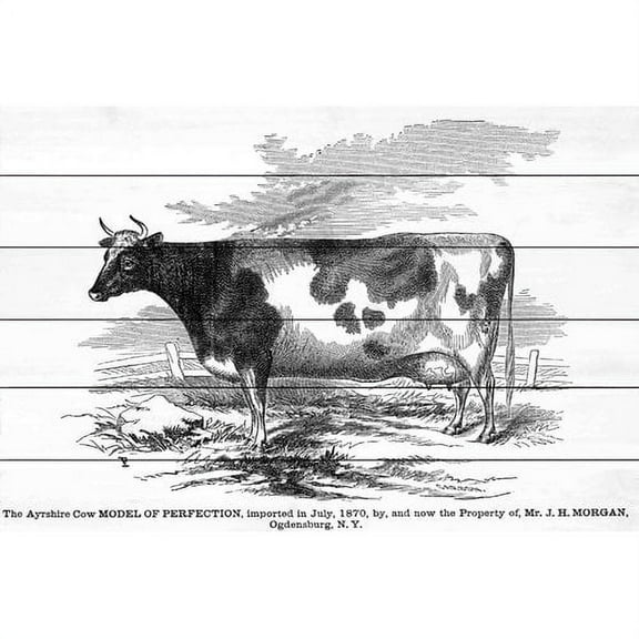 Marmont Hill "Ayrshire Model" Painting Print on White Wood