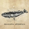 thumbnail image 1 of Marmont Hill - "Baleine" by Marie-Eve Pharand Painting Print on Wrapped Canvas, 1 of 7