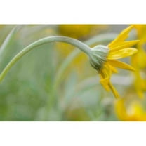 Marmont Hill "Bending Daisy" Painting Print on Canvas