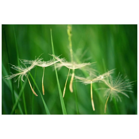 Marmont Hill "Best Wishes" by Robert Dickinson Painting Print on Canvas