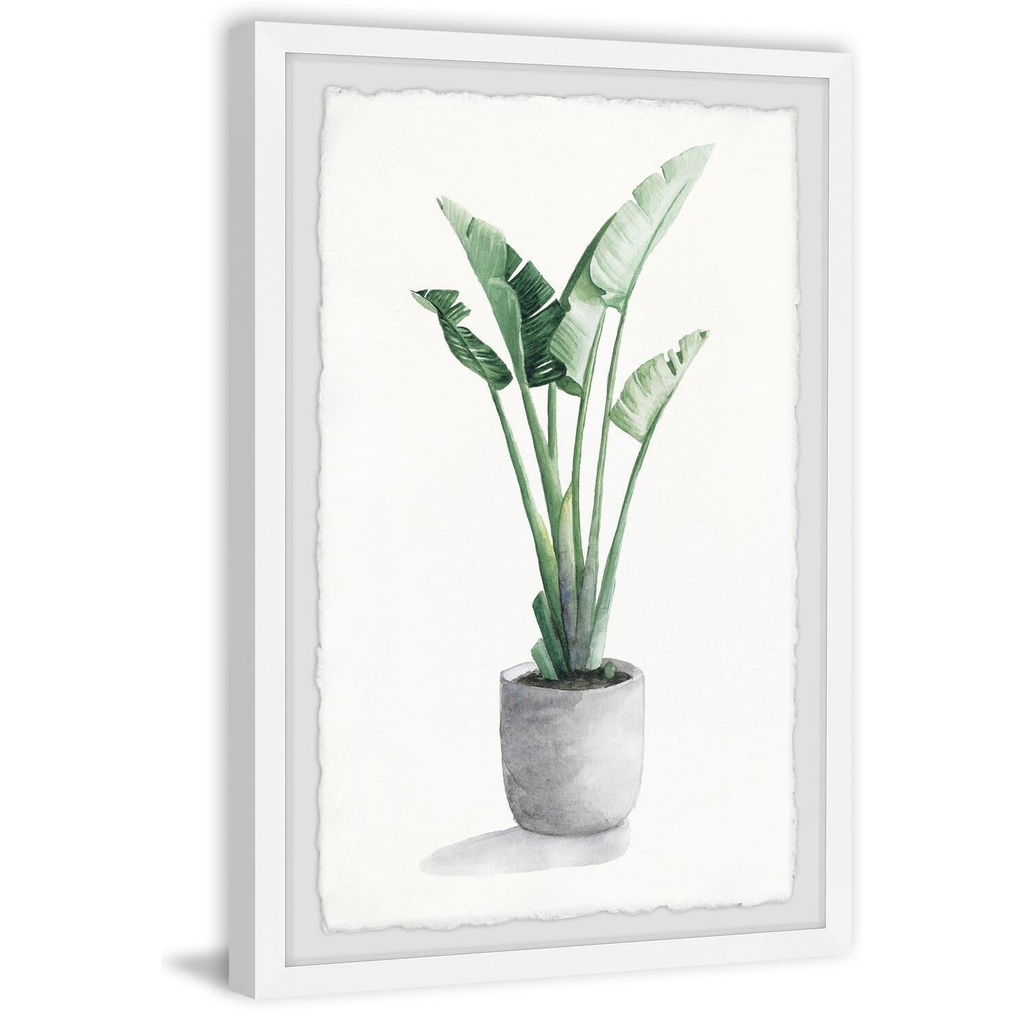 Green Bird of Paradise Plant in White Frame Print