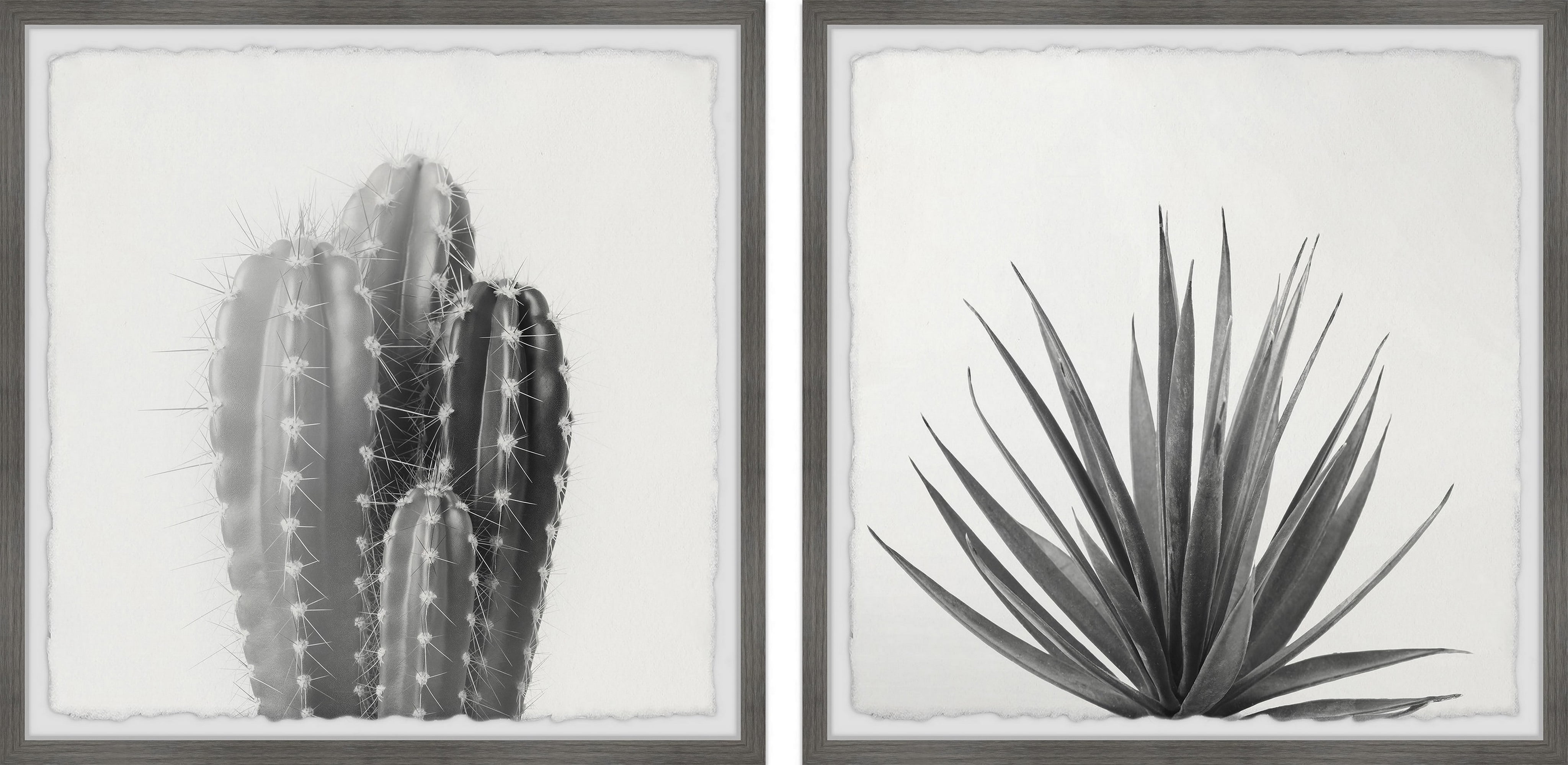 Marmont Hill Black and White Cacti Diptych, 12" x 24"
