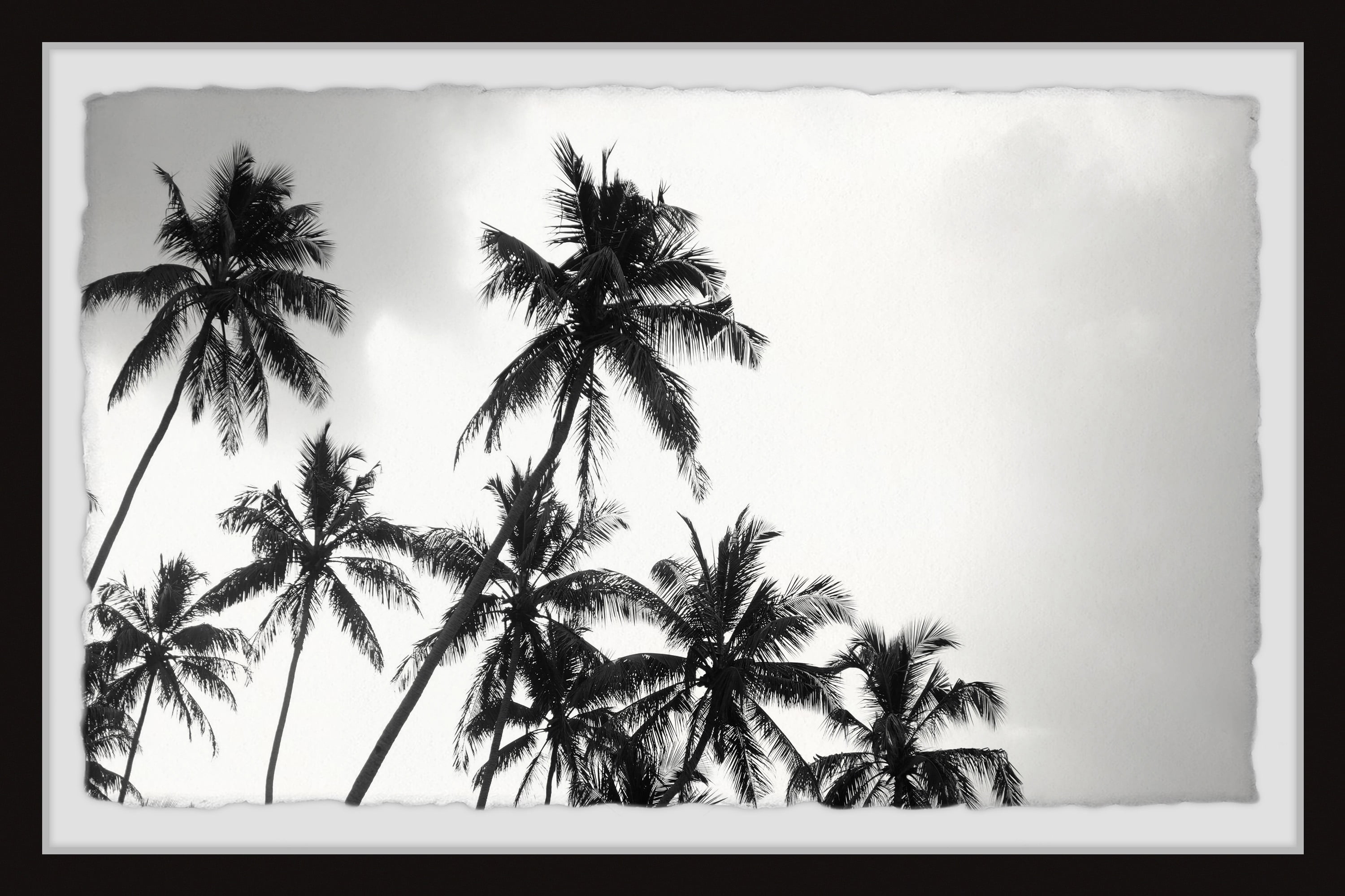 Black Framed Tropical Palm Trees Nature Print, 45" x 30"