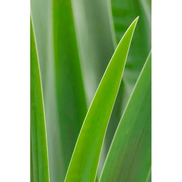 Marmont Hill "Blades of Green" Painting Print on Canvas