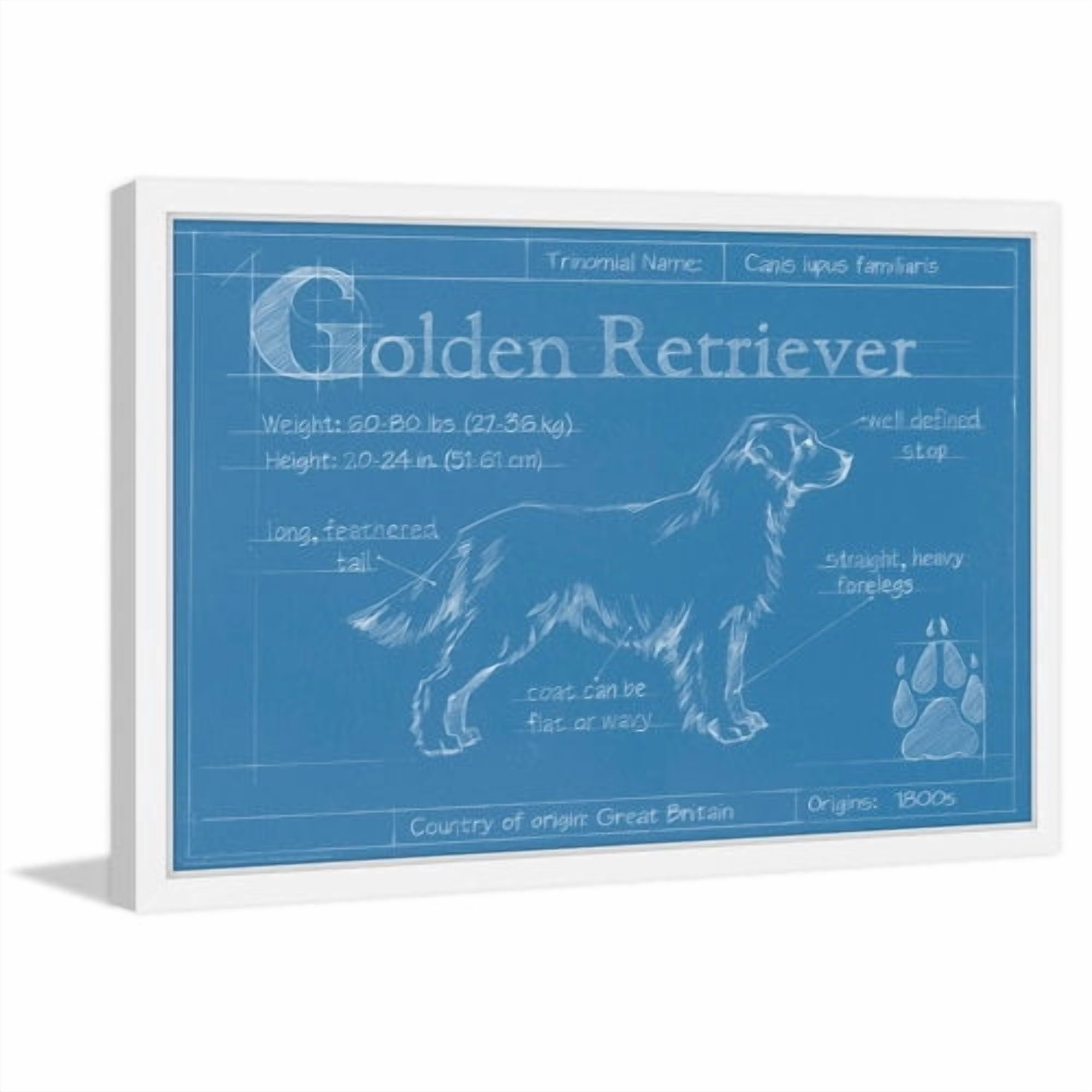 Marmont Hill "Blueprint Golden Retriever" Framed Painting Print
