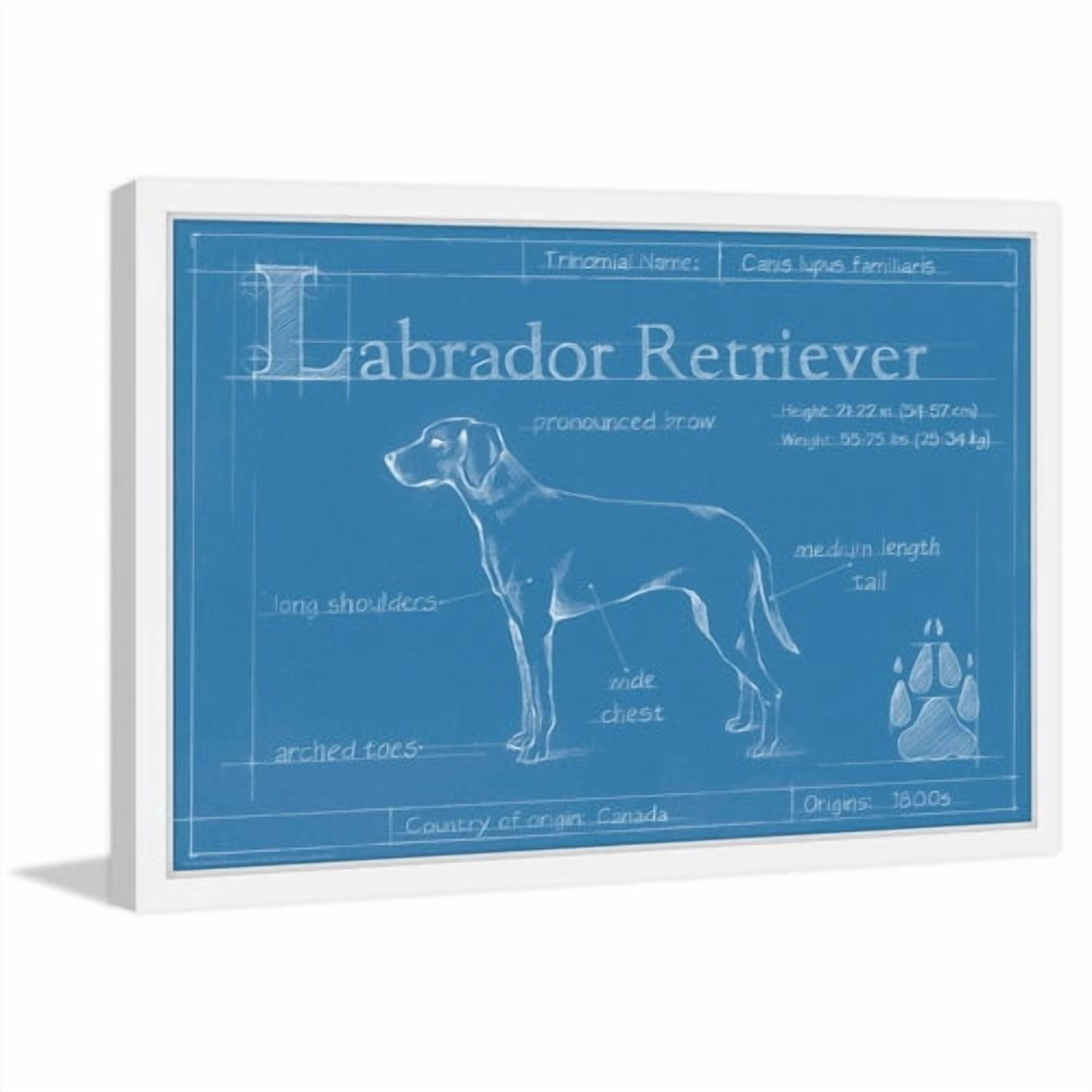 Marmont Hill "Blueprint Labrador Retriever" Framed Painting Print