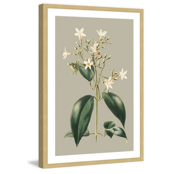 Marmont Hill "Botanical Cabinet I" Framed Painting Print