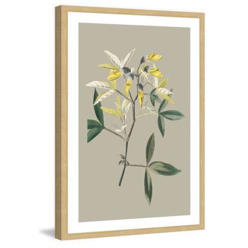 Marmont Hill "Botanical Cabinet VI" Framed Painting Print