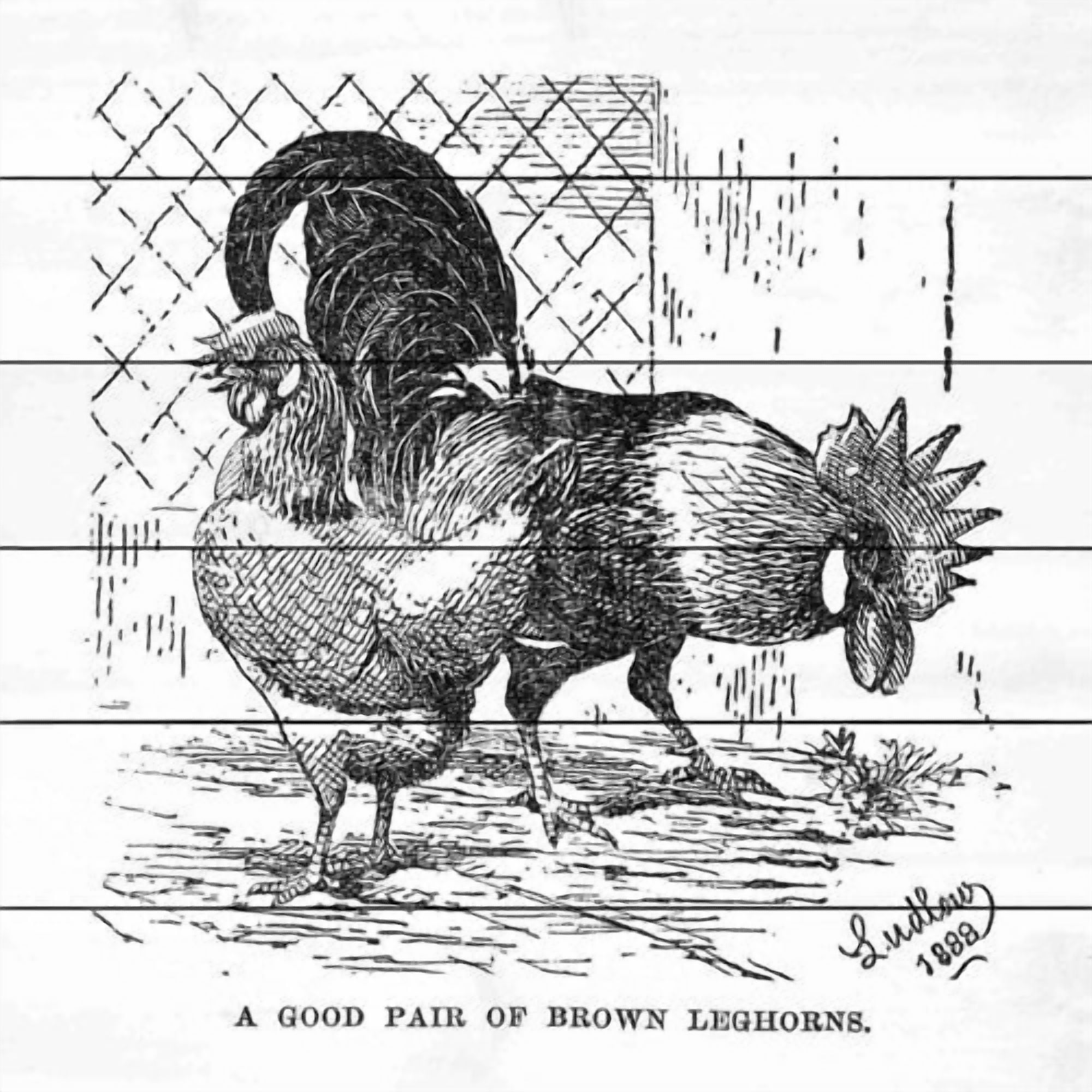 Marmont Hill "Brown Leghorns" Painting Print on White Wood