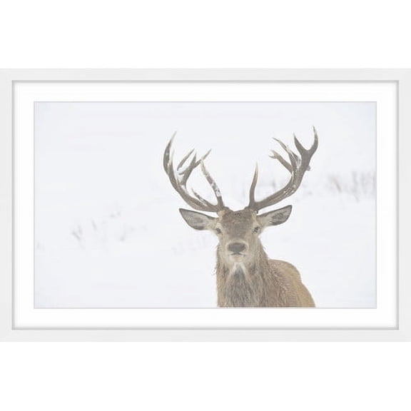 Marmont Hill "Buck Stare" Framed Painting Print