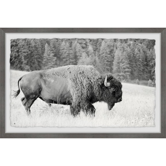 Marmont Hill Buffalo Grazing Framed Wall Art