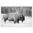 thumbnail image 1 of Marmont Hill Buffalo Grazing Framed Wall Art, 1 of 5
