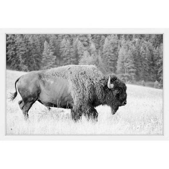 Marmont Hill Buffalo Grazing Framed Wall Art