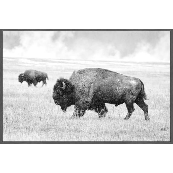 Marmont Hill Buffalo Pair Floater Framed Canvas Wall Art