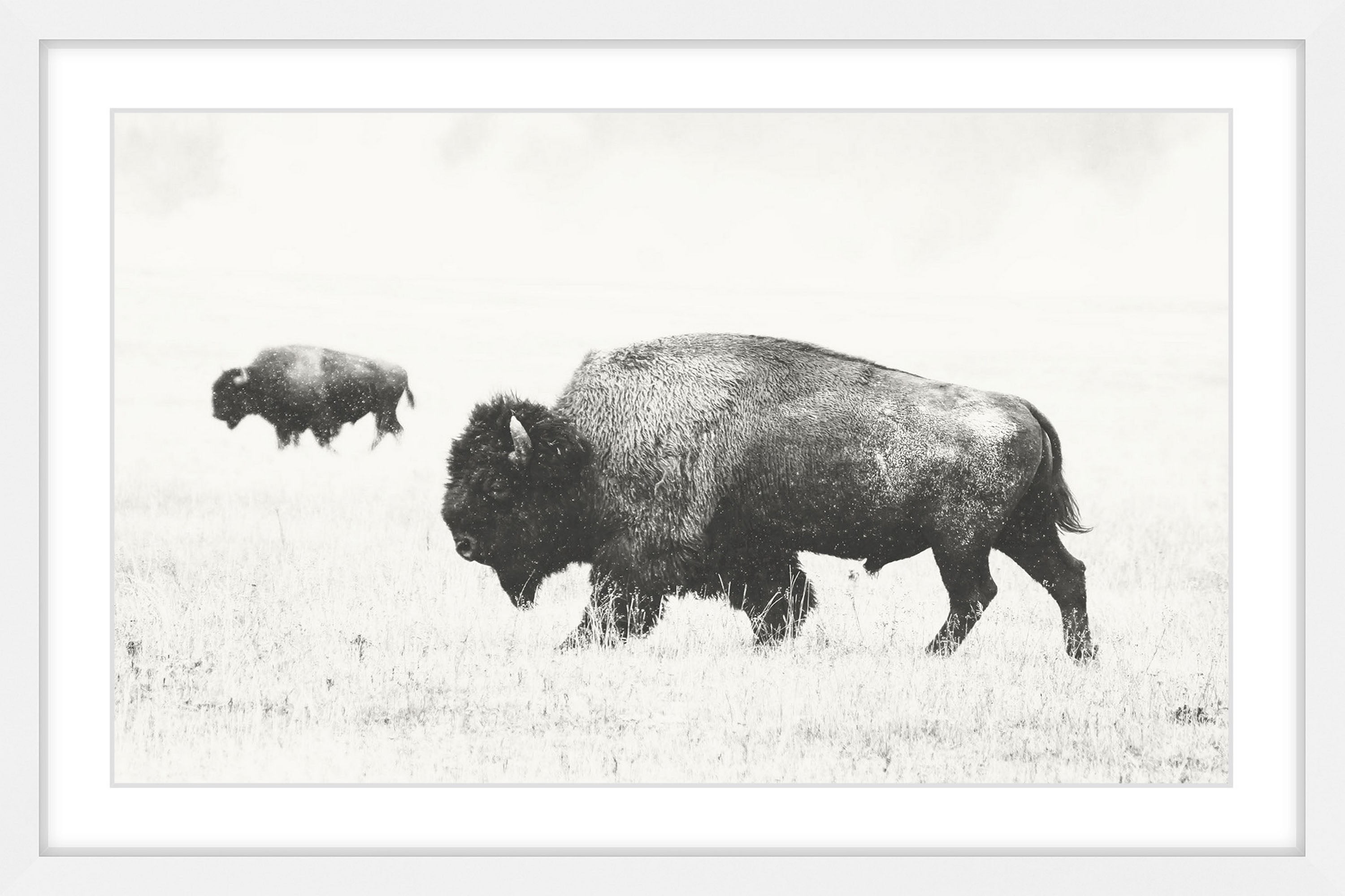 Marmont Hill Buffalo Pair Framed Wall Art, 20" x 30"