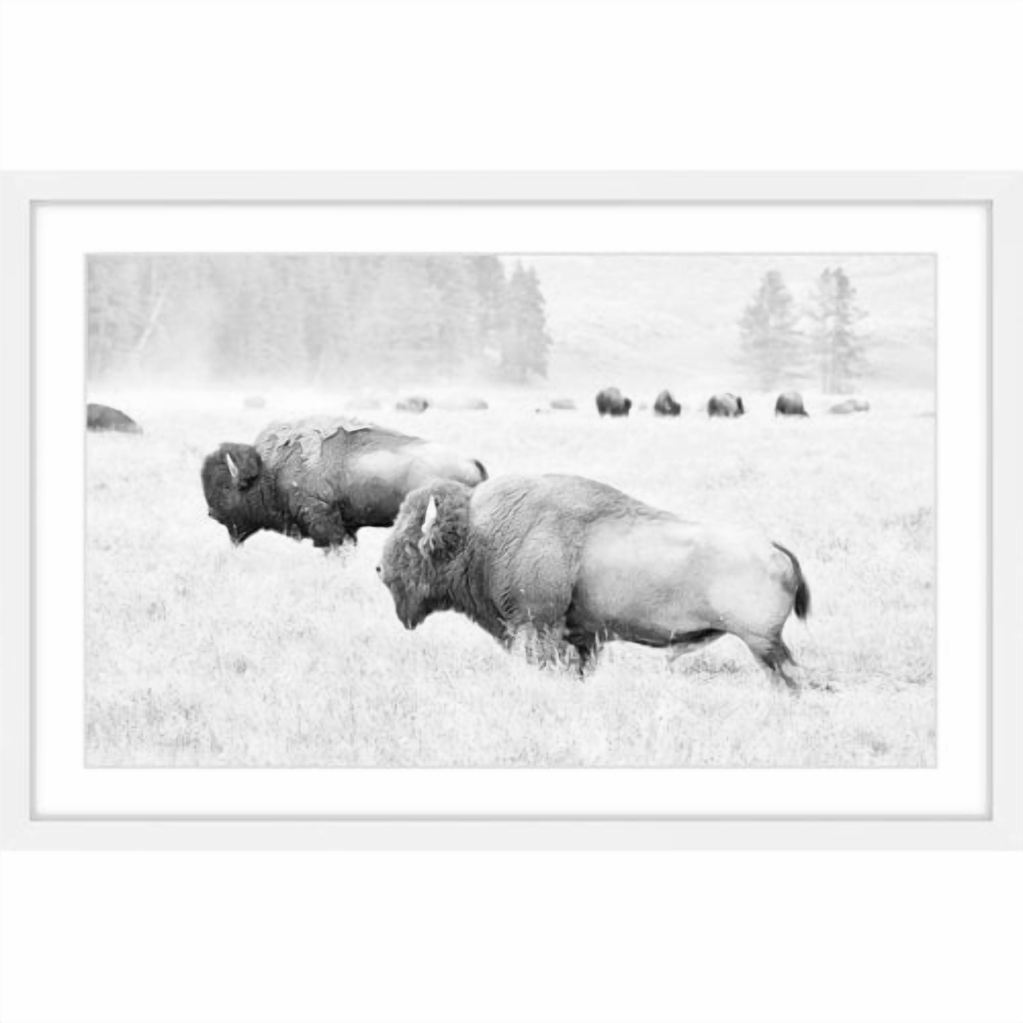 Marmont Hill "Buffalos Two" Framed Painting Print