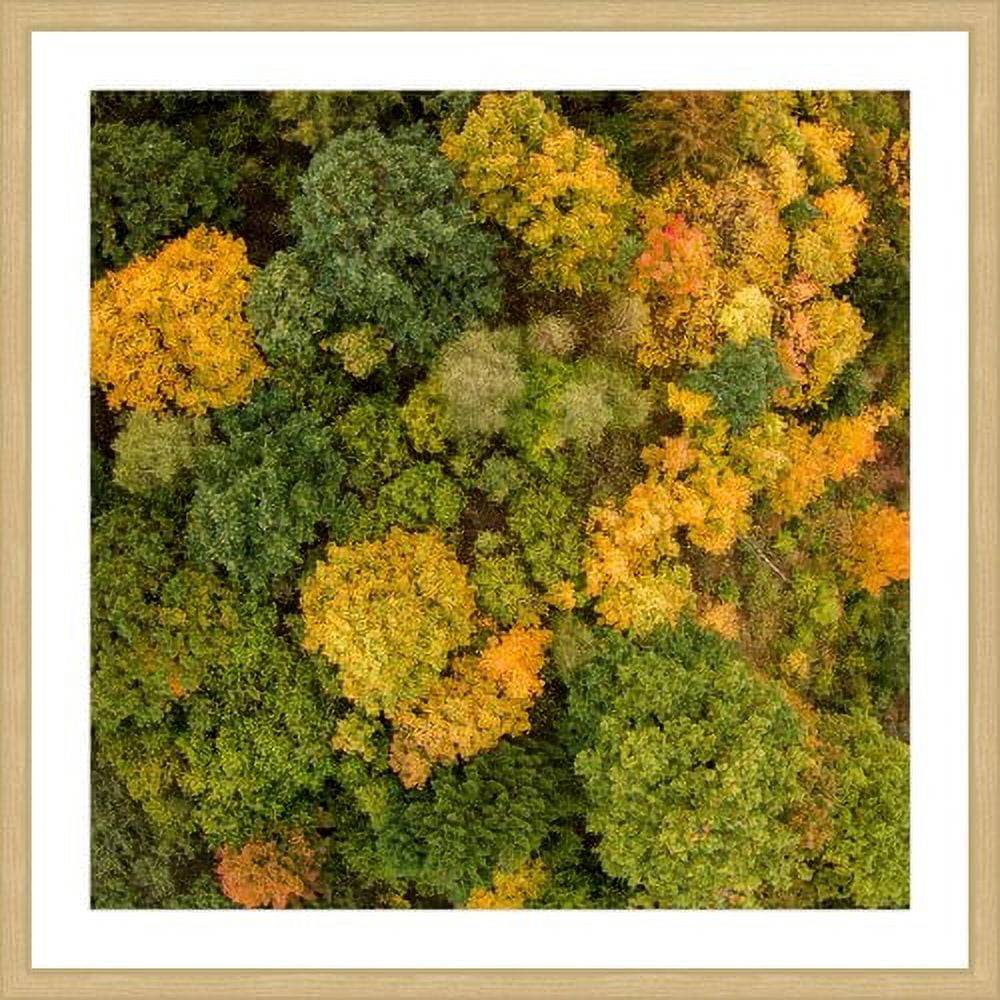 Marmont Hill "Bush Bunch" by Karolis Janulis Framed Painting Print