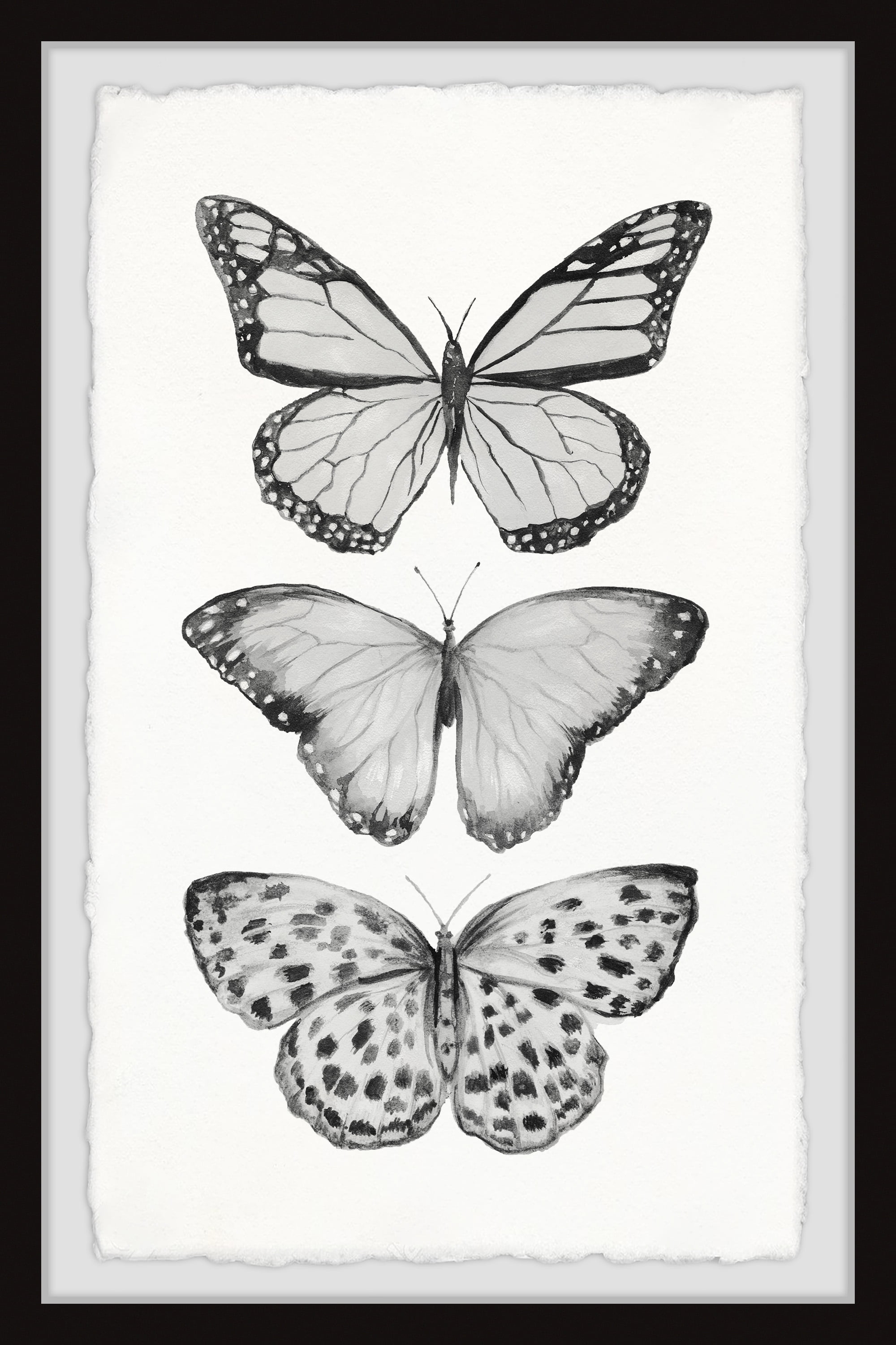 Monochromatic Gray Butterfly Print on Canvas, 36" x 24"