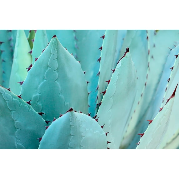 Marmont Hill Cactus Canvas Wall Art, 16" x 24"