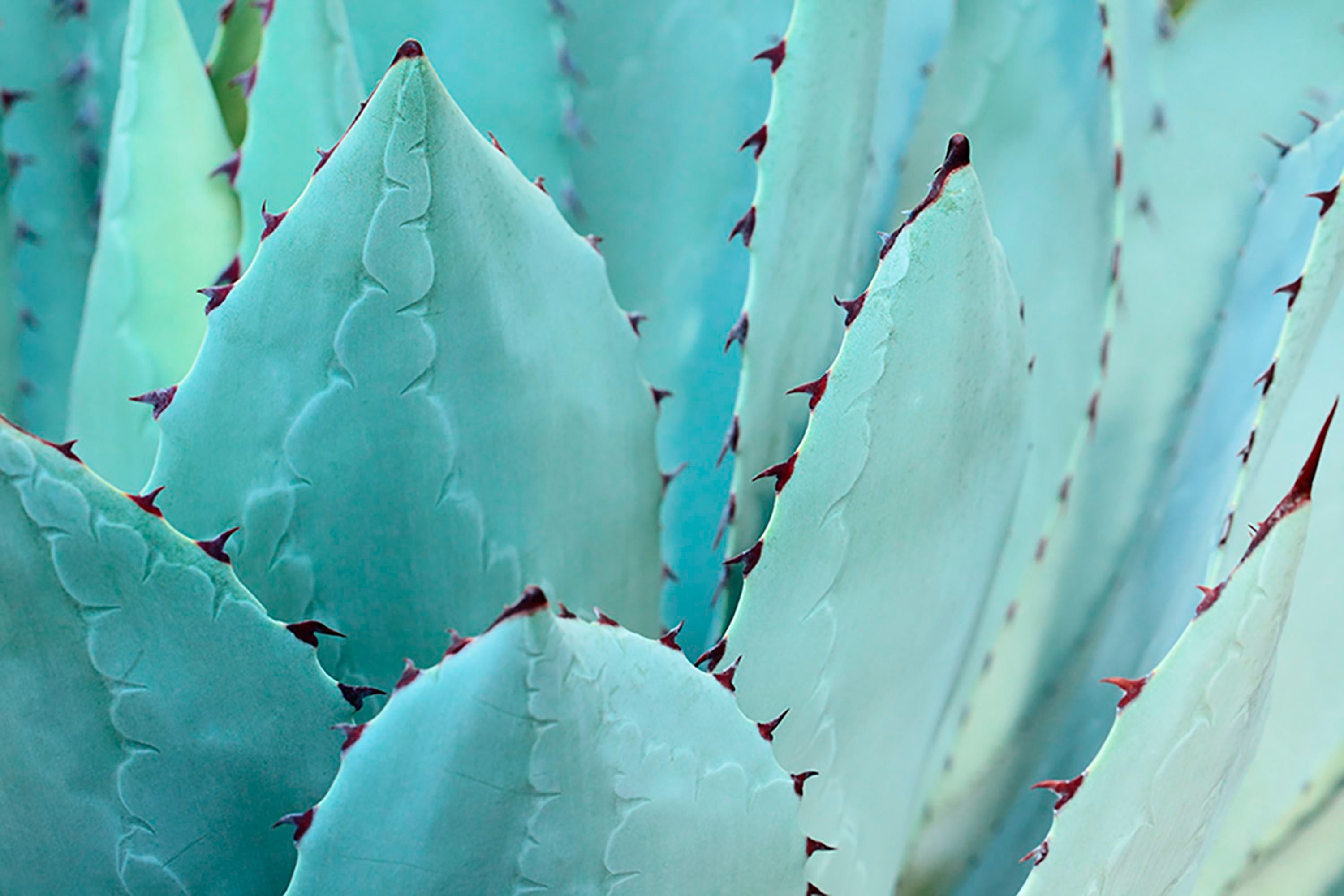 Marmont Hill Cactus Canvas Wall Art