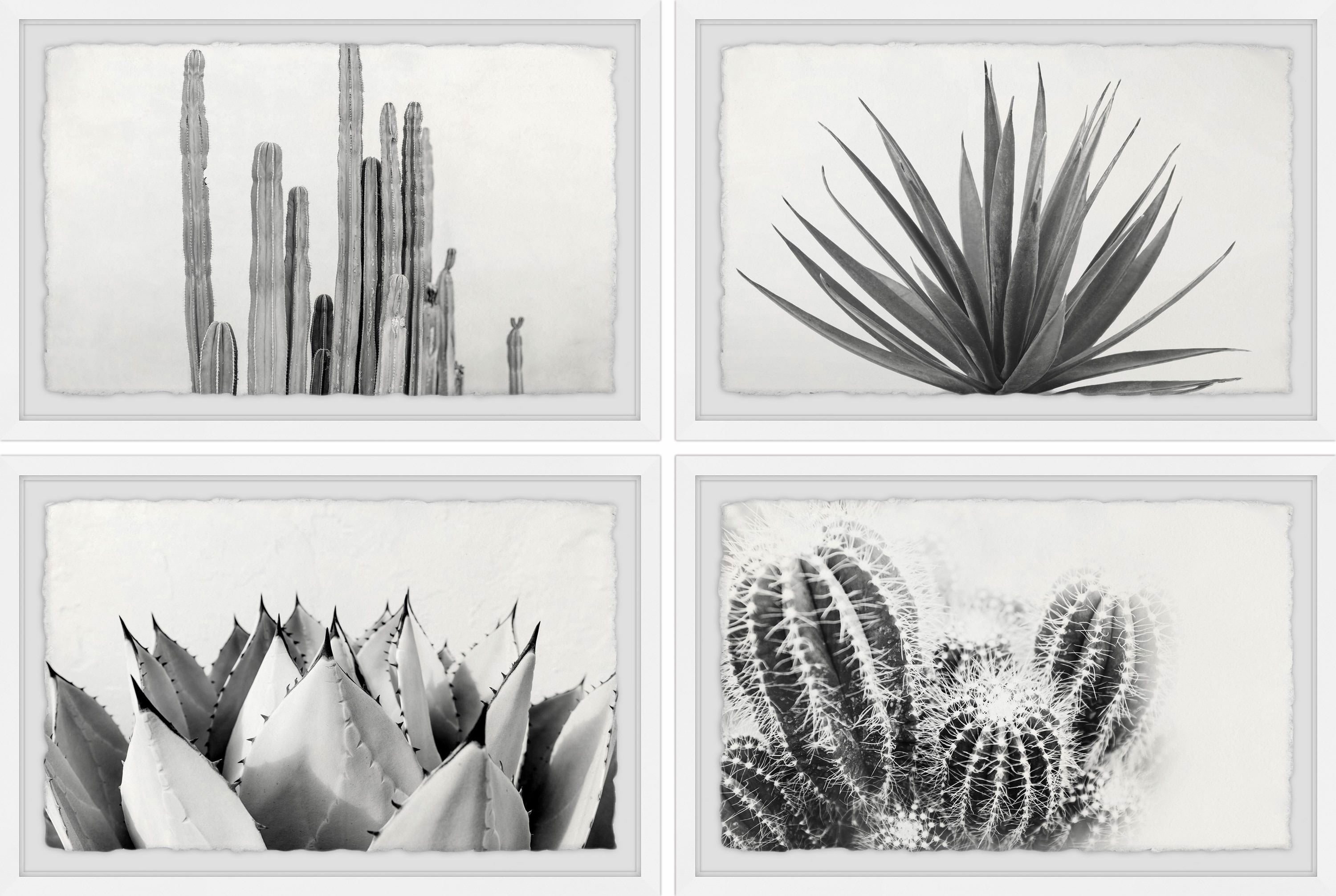 Marmont Hill Cactus Kinds Quadriptych by Morgan Hartley